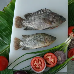 Dondurulmuş Tilapia Gutted Gilled ve ölçeklendirilmiş 500/800 85% NW satılık