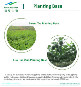 Extrait de thé de vigne de qualité alimentaire (Ampolopsis Grossedentata) 50% 98% poudre de dihydromyricétine <span class=keywords><strong>DHM</strong></span> - Product Image 4