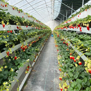 Sistema de cultivo de <span class=keywords><strong>lechuga</strong></span> de tubería de PVC de cultivo hidropónico <span class=keywords><strong>vertical</strong></span> de fresa Maxpower sistema de canal NFT - Product Image 1