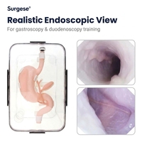 Modèle de pratique d'endoscopie gastro-intestinale, simulateur biomimétique d'estomac et de duodénum pour la formation aux compétences en gastroscopie et ERCP, OEM