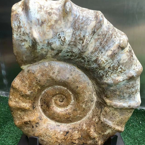 Bouclier naturel Ammonite Pièce ornementale Grand bouclier doré <span class=keywords><strong>Escargot</strong></span> <span class=keywords><strong>fossile</strong></span> Ancien spécimen biologique d'un <span class=keywords><strong>escargot</strong></span> <span class=keywords><strong>de</strong></span> <span class=keywords><strong>mer</strong></span> - Product Image 1