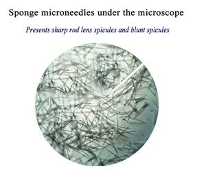 Sérum de microneeding bio à spicule éponge de marque privée blanchissant la peau ensemble de poudre de sérum d'algues anti-âge aux algues mocrineedling - Product Image 6