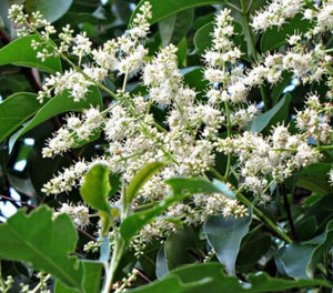 Высококачественный экстракт Ligustrum Lucidum порошок Natrual Ligustrum Lucidum экстракт - Product Image 2
