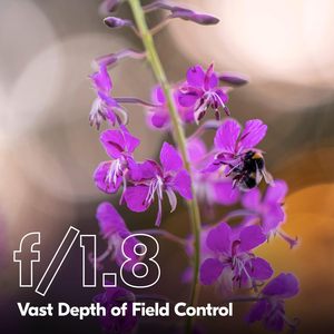 Para Lente NIKKOR Z 135mm F/1.8 S Plena |   Teleobjetivo para cámara sin espejo serie Z |   Sin Marco - Product Image 6