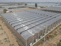 Goedkope tomaten- en aardbeienkweektunnels, polycarbonaat multi-span PC landbouwkassen