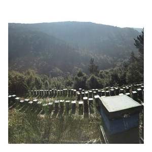 <span class=keywords><strong>Polen</strong></span> de abeja natural, orgánico puro y <span class=keywords><strong>fresco</strong></span>, a la venta, de loto/crisantemo/agripalma/Schisandrar/pino - Product Image 6