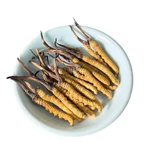 מסורתי סיני צמחי תבלין פטרת מיובשת פטרת tiiban cordyceps