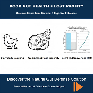 Additif alimentaire naturel à base de plantes pour la santé intestinale des volailles |   Extrait de Houttuynia Schisandra |   Alternative aux <span class=keywords><strong>antibiotiques</strong></span> |   GMP - Product Image 2