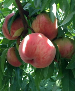 <span class=keywords><strong>Engrais</strong></span> granulaire biologique pour agrumes et kiwis, nutriments et vitamines pour cycas - <span class=keywords><strong>Engrais</strong></span> organique naturel chélaté Fe&Ti - Product Image 3