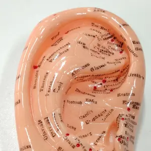 DARHMMY13CM医学のための現実的な人間の耳の鍼治療教育モデル