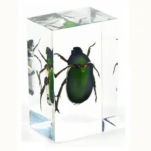 Gerçek böcek gerçek böcek yeşil reşo böceği adam yapımı reçine Paperweight reçine numune çocuklar için eğitim ekipmanları