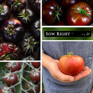 Collection de Packs de Tomates Anciennes Sans OGM : Black Cherry, Beauty, Brandywine – Favoris Salés et Savoureux pour les Jardiniers Amateurs - Product Image 4