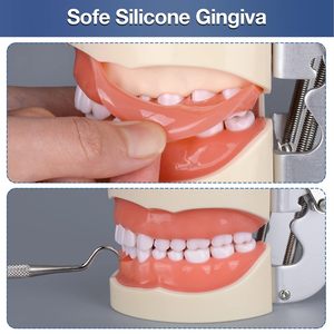 Modèle de dents Typodont multifonctionnel avec 32 dents détachables réutilisables pour les étudiants en hygiène dentaire, comprend un petit tournevis - Product Image 5
