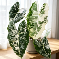 Ornement de feuilles de type Arrow Leaf, variété blanche et verte de haute qualité, décoration tropicale pour la maison, le bureau, la présentation intérieure