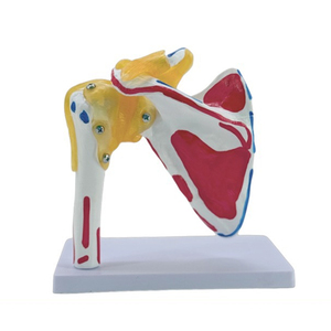 Modelo anatómico 1:1, modelo de articulación de hombro de tamaño real, suministros de enseñanza de ligamento, modelo de esqueleto humano de hombro de ciencia médica - Product Image 3