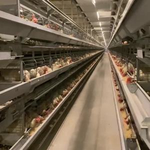 Jaula de cría de pollos de acero tipo H nueva y usada para jaulas de animales de <span class=keywords><strong>pollitos</strong></span> de 1 día para uso en granjas avícolas - Product Image 4