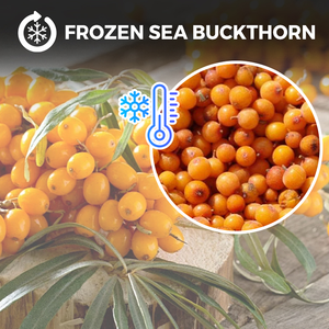 Thúc đẩy tiêu hóa kích thước lớn đông lạnh toàn bộ seabuckthorn nhà máy số lượng lớn iqf cây hắc mai biển Berry từ Trung Quốc - Product Image 4
