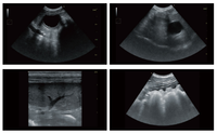 Échographe vétérinaire portable Yonker de type B pour animaux de compagnie et bétail, idéal pour le contrôle de la gestation en clinique vétérinaire de base