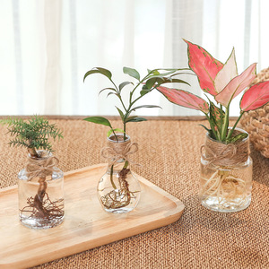 Meixuan, pot de fleurs moderne, simple et créatif, en plastique PP, écologique, chromé, transparent, roses vertes, petit pot hydroponique - Product Image 1