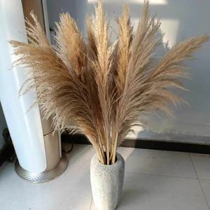 A-563 naturel pampa longue branche grande plume pampa duveteux herbe de pampa séchée - Product Image 6