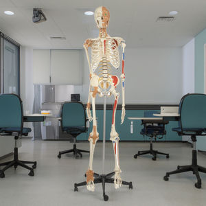 Modèle de <span class=keywords><strong>squelette</strong></span> <span class=keywords><strong>humain</strong></span> grandeur nature ADA Luxury XX-A103DLX de 170 cm, modèle anatomique en PVC, muscles faciaux, ligaments, pour l'école de médecine - Product Image 5