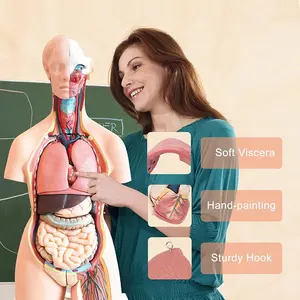 Anatomik tıbbi Torso modeli 23 parça 85cm yaşam boyutu modeli çıkarılabilir organları öğrenciler öğretim malzemeleri