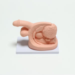 Mannelijk Voortplantingssysteem Model Basis Urethrale Katheterisatie Leermodel - Product Image 3