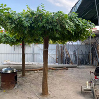 Arbre artificiel Polyscias, tronc en fibre de verre, feuilles en soie, feuillage réaliste, toucher authentique, résistant aux UV, écologique, Nouvel An