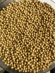 <span class=keywords><strong>Soja</strong></span> cru sans additif naturel pur vert frais à vendre - Product Image 3