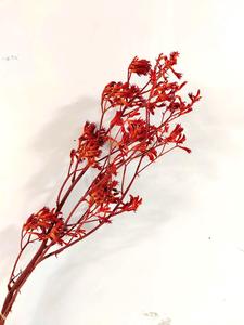 Flor preservada <span class=keywords><strong>de</strong></span> Yunnan, follaje eterno, <span class=keywords><strong>pata</strong></span> <span class=keywords><strong>de</strong></span> <span class=keywords><strong>canguro</strong></span>, plantas preservadas, Anigozanthos para arreglo floral - Product Image 4