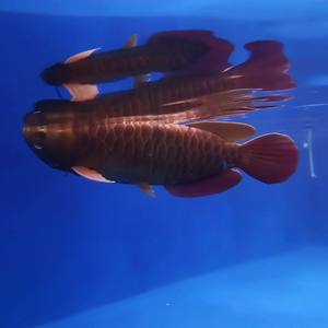 Robot sous-marin Golden <span class=keywords><strong>Dragon</strong></span> Fish <span class=keywords><strong>Drone</strong></span> pour tournage, poisson robotique bionique industriel ornemental - Product Image 4