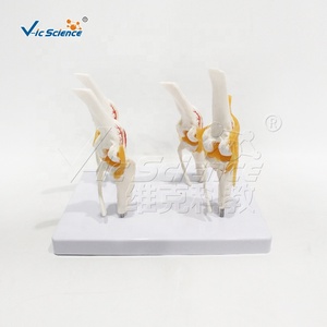 Modelo de Patología de Articulación de Rodilla Canina, Modelo de Enseñanza de Anatomía Canina, Modelo de Enseñanza Funcional de Ciencias Médicas de Lujo, Huesos de Animales - Product Image 3