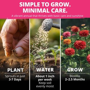 Sachet de graines de Zinnia Dahlia Cedar Space, non-OGM, Zinnia Elegans aux couleurs vives, facile à cultiver pour les jardins de pollinisateurs et les pots - Product Image 3