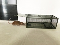 Piège à souris réutilisable, grand format, écologique, en métal massif, vert, toutes saisons, pour la capture vivante des souris