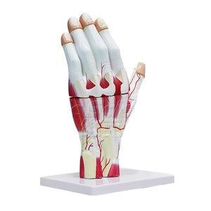 Modèle d'anatomie de la main (3 composants, grossissement 2x) : démonstration pédagogique de l'anatomie des muscles, des vaisseaux sanguins et des nerfs de la main. - Product Image 5