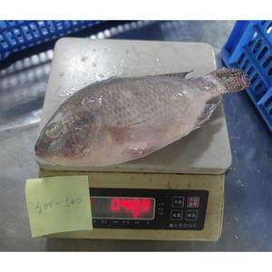 سمك البلطي الكبير المجمد بسكادو كونجيلادو تيلابيا + سعر سمك البلطي المجمد - Product Image 4