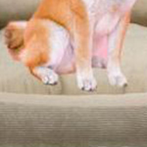 Juego de Tres Camas para Perros S+M+L, Color Beige Sólido, Cuadradas, Súper Suaves, de Pana y Cristal, Impermeables y Antideslizantes - Product Image 4