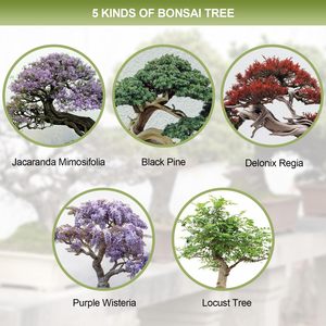 Kit de démarrage pour bonsaï <span class=keywords><strong>japonais</strong></span> en bambou carré 5X avec pots d'intérieur/extérieur pour la culture de bonsaïs à la maison ou au <span class=keywords><strong>jardin</strong></span> - Product Image 2