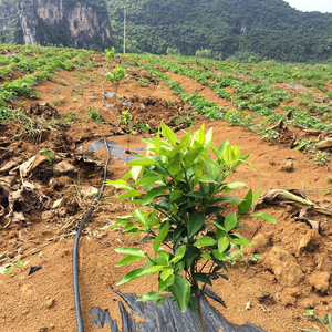 Hàng rào cỏ dại cho nhà kính nhiệm vụ nặng nề khối cỏ dại dệt Vải polypropylene <span class=keywords><strong>PP</strong></span> dệt vải địa kỹ thuật vải OEM Weed mat - Product Image 5