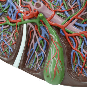 Distribution des canaux hépatiques Courage et du conduit biliaire dans les ZM1076-2 du foie 26*15*14 SMD0531 - Product Image 6