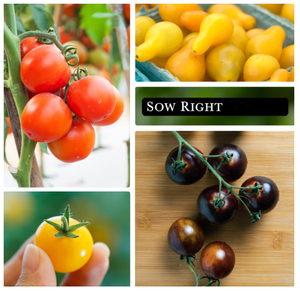 Collection de variétés anciennes non-OGM : tomates cerises bicolores (noires, grandes rouges, oranges, jaunes <span class=keywords><strong>poire</strong></span>) pour la maison - Product Image 3