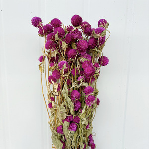Tiges d'amarante globe séchées en gros, fleurs éternelles naturelles de Gomphrena pour la vente au détail aux fleuristes et les fournitures d'artisanat DIY - Product Image 4