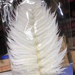 Feuilles <span class=keywords><strong>de</strong></span> fougère séchées naturelles en gros pour la décoration intérieure – Grandes feuilles <span class=keywords><strong>de</strong></span> fougère préservées - Product Image 3