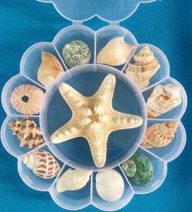 Wholesale Home Decoration Mixed Natural <strong>Sea</strong> <strong>Shells</strong> Collect <strong>Box</strong> - Product Image 5