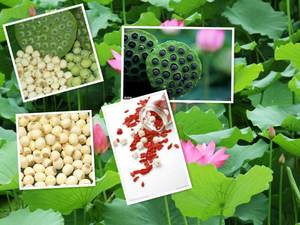 Suministro <span class=keywords><strong>de</strong></span> Fábrica <span class=keywords><strong>de</strong></span> la Mejor Calidad <span class=keywords><strong>de</strong></span> <span class=keywords><strong>Castañas</strong></span> Orgánicas Dulces y Nutritivas Hechas a Mano para la Dieta Diaria y <span class=keywords><strong>Compra</strong></span> en Oferta - Product Image 1