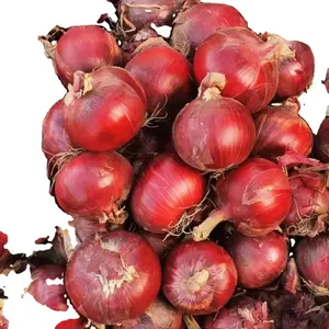 Cebolla fresca proveedor chino cebolla roja cebolla amarilla precio bajo