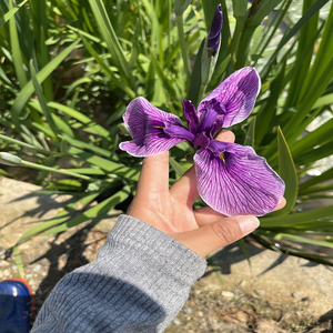 Iris japonais-I.ensata'Aoinoue' - une <span class=keywords><strong>plante</strong></span> aquatique adaptée aux bassins <span class=keywords><strong>de</strong></span> <span class=keywords><strong>jardin</strong></span> et aux serres - Iris japonais - Product Image 4