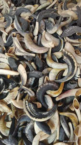 Corne de Shofar polie Symbole juif de style religieux et animal écologique - Product Image 5