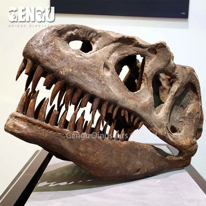 Ausgraben Museum Qualität Dinosaurier Kopf Skelett