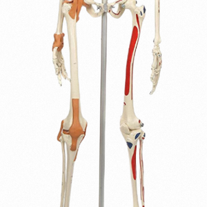 Modèle de <span class=keywords><strong>squelette</strong></span> <span class=keywords><strong>humain</strong></span> grandeur nature ADA Luxury XX-A103DLX de 170 cm, modèle anatomique en PVC, muscles faciaux, ligaments, pour l'école de médecine - Product Image 4